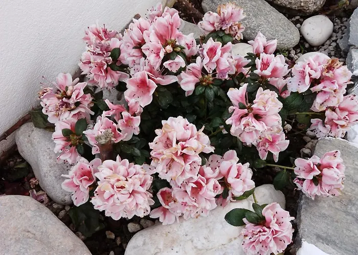 Nektarias No2 * Naousa