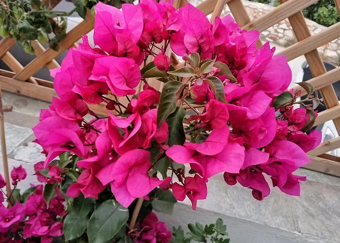 Nektarias No2 * Naousa