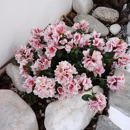 Nektarias * Náoussa