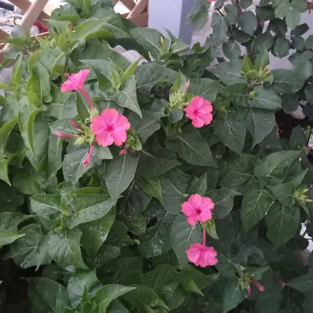 Nektarias Appartement