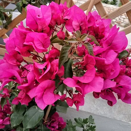 Nektarias No2 * ناوسا