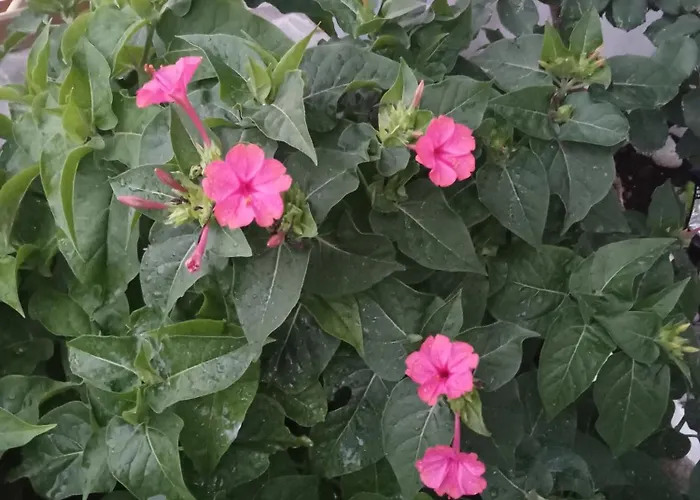 Nektarias No2 شقة